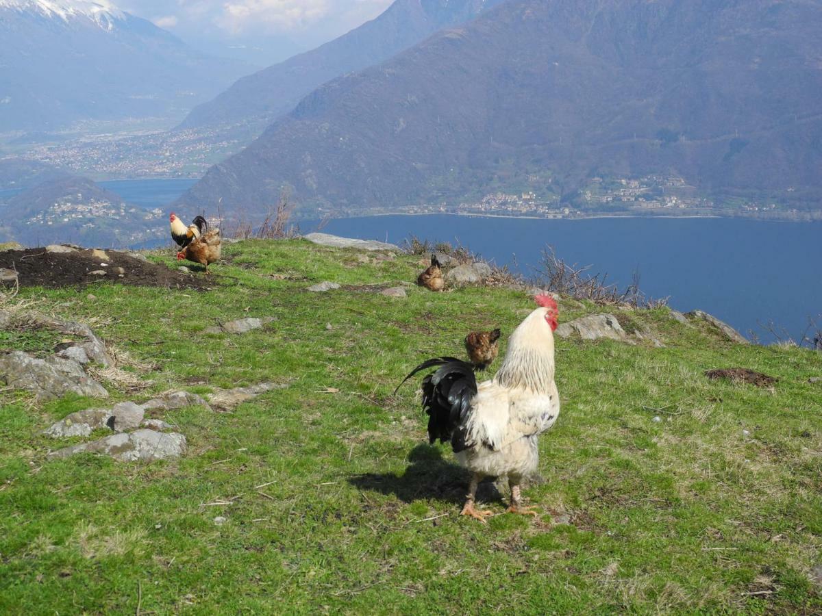Agriturismo Piccolo Paradiso Pianello Del Lario Zewnętrze zdjęcie
